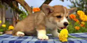 Купить щенка вельш корги пемброк — эксклюзивный помёт CLAN IRONHORN