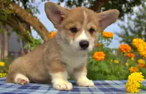 Купить щенка вельш корги пемброк — игривый характер и безупречные пропорции