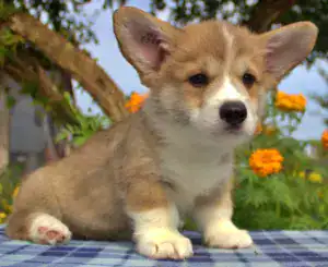 Корги пемброк CLAN IRONHORN — любознательный кобель с эталонным окрасом