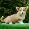 Щенки вельш корги пемброк для охраны — умный взгляд и смелый характер