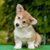 Редкий окрас вельш корги пемброк — яркий рыжий с белыми “носочками”