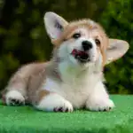Щенок GABRIELLA DAISY