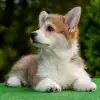 вельш корги пемброк для семьи/выставок — рыже-белая девочка с документами