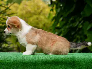 Чистокровные щенки вельш корги пемброк — рыже-белый кобель для выставок