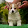 Щенки вельш корги пемброк с документами — рыже-белый кобель с идеальным поставом ушей