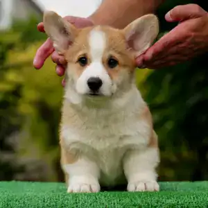 Щенки вельш корги пемброк с документами — рыже-белый кобель с идеальным поставом ушей