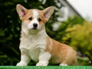 вельш корги пемброк от заводчика — энергичный рыже-белый кобель