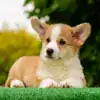 Ваш будущий друг уже ждет! Щенок корги пемброк рыже-белого окраса с документами