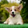 Мини/стандарт/королевский размер — рыже-белый щенок корги пемброк с документами