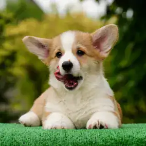 Мини/стандарт/королевский размер — рыже-белый щенок корги пемброк с документами