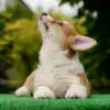 Продажа щенков вельш корги пемброк — рыже-белый кобель с выразительным взглядом