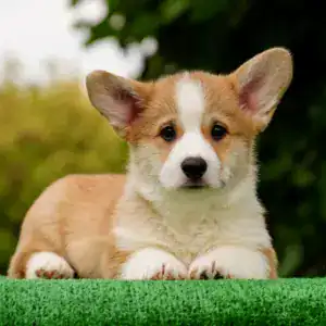 Здоровые малыши вельш корги пемброк от чемпионов — рыже-белый кобель стандартного размера