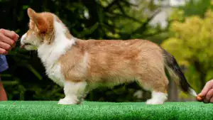 Редкий окрас вельш корги пемброк — рыже-белый кобель стандартного размера