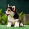 Редкий окрас вельш корги пемброк — триколорный кобель от заводчика CLAN IRONHORN