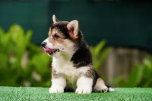 Редкий окрас вельш корги пемброк — триколорный кобель от заводчика CLAN IRONHORN