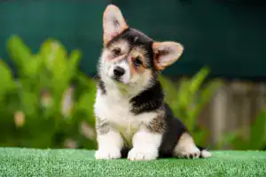 Умные и ласковые щенки вельш корги пемброк — триколорный кобель CLAN IRONHORN