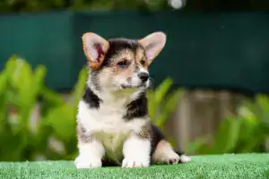 Щенки вельш корги пемброк с документами — триколорный кобель от заводчика CLAN IRONHORN