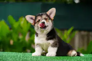 Ваш будущий друг уже ждет! Триколорный корги пемброк CLAN IRONHORN