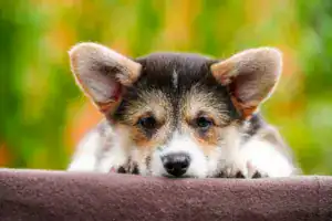 Здоровые малыши вельш корги пемброк от чемпионов — игривый триколор