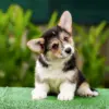 Редкий окрас вельш корги пемброк — триколорный кобель от заводчика CLAN IRONHORN