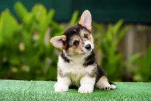 Редкий окрас вельш корги пемброк — триколорный кобель от заводчика CLAN IRONHORN