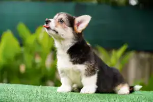 Купить щенка вельш корги пемброк триколорного окраса от питомника CLAN IRONHORN