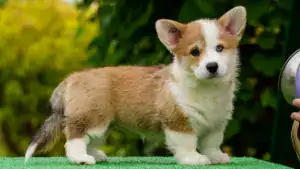 Здоровые малыши вельш корги пемброк от чемпионов — рыже-белая девочка