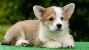 Редкий окрас вельш корги пемброк — рыже-белая девочка стандартного размера