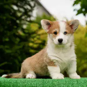 Продажа щенков вельш корги пемброк — очаровательная рыже-белая девочка