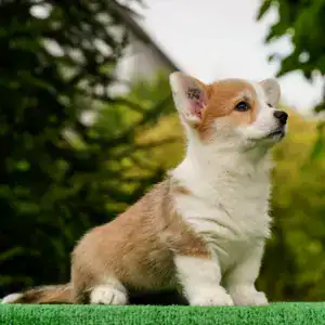 Умные и ласковые щенки вельш корги пемброк — Генриета Голди ждет вас!