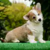 Умные и ласковые щенки вельш корги пемброк — рыже-белая сука для семьи