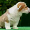 вельш корги пемброк от заводчика — игривая сука с идеальным характером