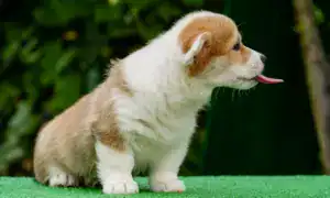 вельш корги пемброк от заводчика — игривая сука с идеальным характером