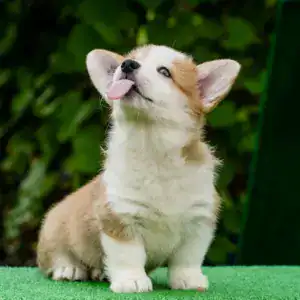 Ваш будущий друг уже ждет! Щенок корги пемброк рыже-белого окраса с документами