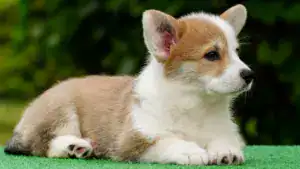 Щенки вельш корги пемброк с документами — рыже-белая сука от заводчика