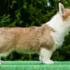 Чистокровные щенки вельш корги пемброк — рыже-белая девочка для выставок