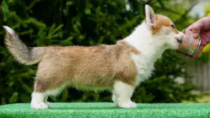 Чистокровные щенки вельш корги пемброк — рыже-белая девочка для выставок