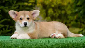 Чистокровные щенки вельш корги пемброк — рыже-белый кобель для выставок