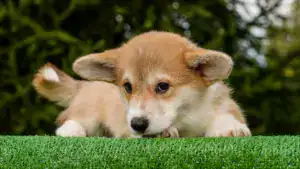 Ваш будущий друг уже ждет! Щенок корги пемброк рыже-белого окраса с документами