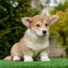 Редкий окрас вельш корги пемброк — рыже-белый кобель стандартного размера