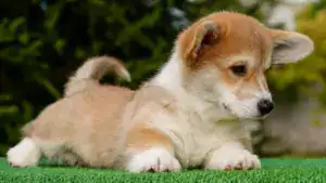 Умные и ласковые щенки вельш корги пемброк — рыже-белый кобель для семьи