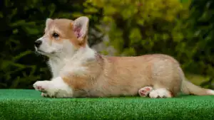 Здоровые малыши вельш корги пемброк от чемпионов — рыже-белый кобель