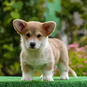 Мини/стандарт/королевский размер — рыже-белый щенок корги пемброк с документами