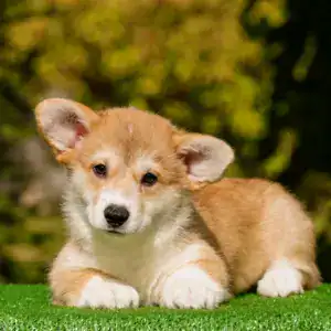 Рыже-белый щенок вельш корги пемброк от заводчика CLAN IRONHORN — ваш будущий чемпион!