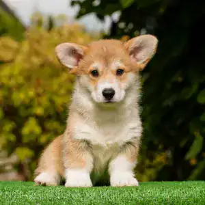 Купить щенка вельш корги пемброк с прививками — рыже-белый кобель от чемпионов