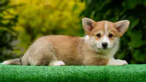 Гермиона Роуз готова к переезду в любящую семью!