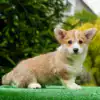 Ваш будущий друг уже ждет! Щенок корги пемброк рыже-белого окраса с документами