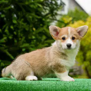 Ваш будущий друг уже ждет! Щенок корги пемброк рыже-белого окраса с документами