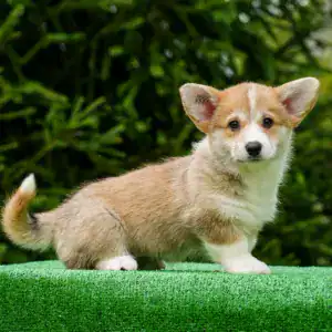 Здоровые малыши вельш корги пемброк от чемпионов — энергичная рыже-белая девочка