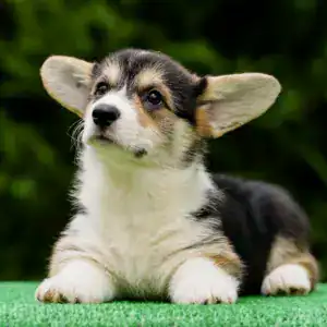 Редкий окрас вельш корги пемброк — триколорная сука от заводчика CLAN IRONHORN